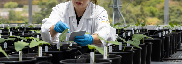 UCR Researcher seeding plants in the plant facility